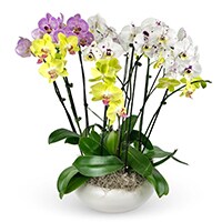 For The Service Image